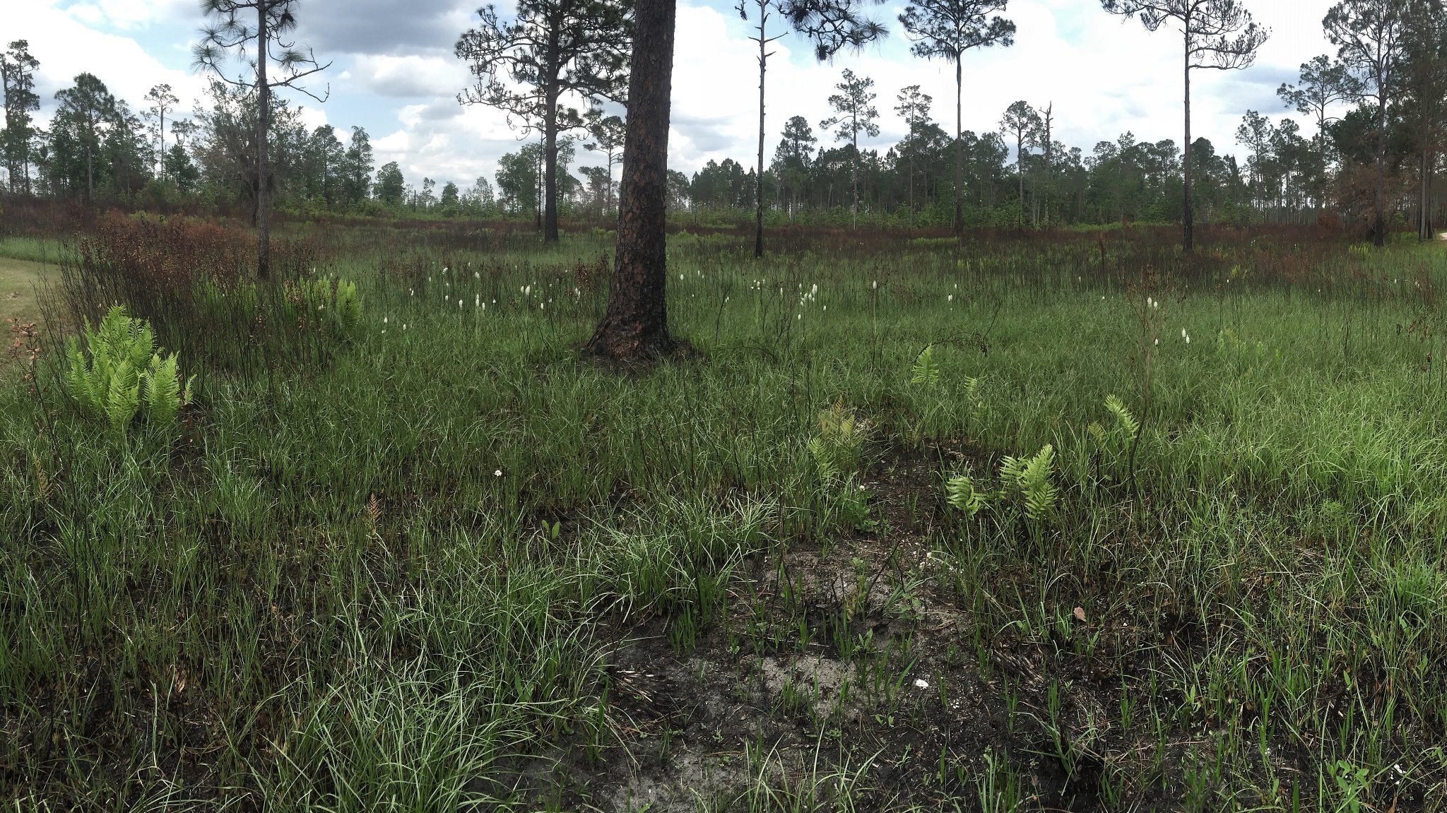 Using Fire to Manage Natural Landscapes Florida State Parks